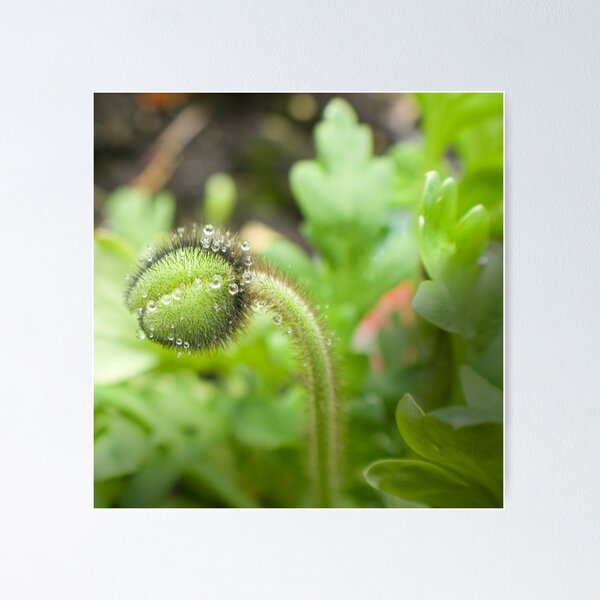 Item preview, shy designed and sold by kathywaldron.
