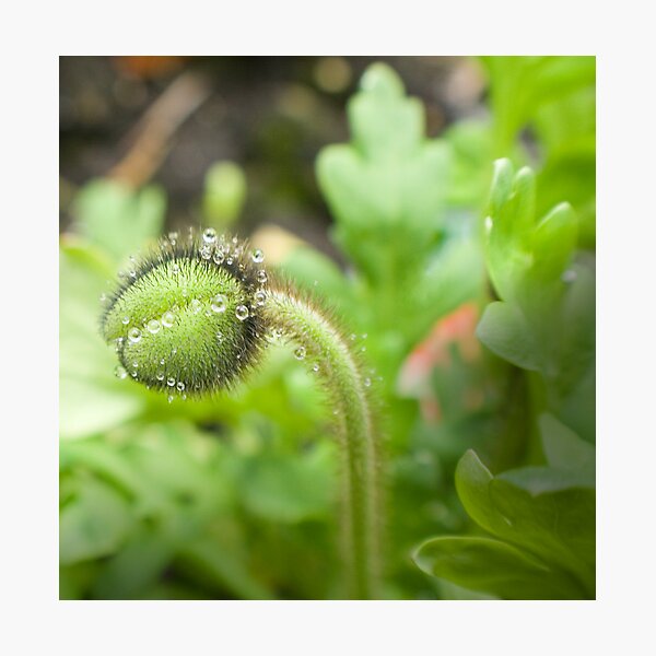 Item preview, shy designed and sold by kathywaldron.