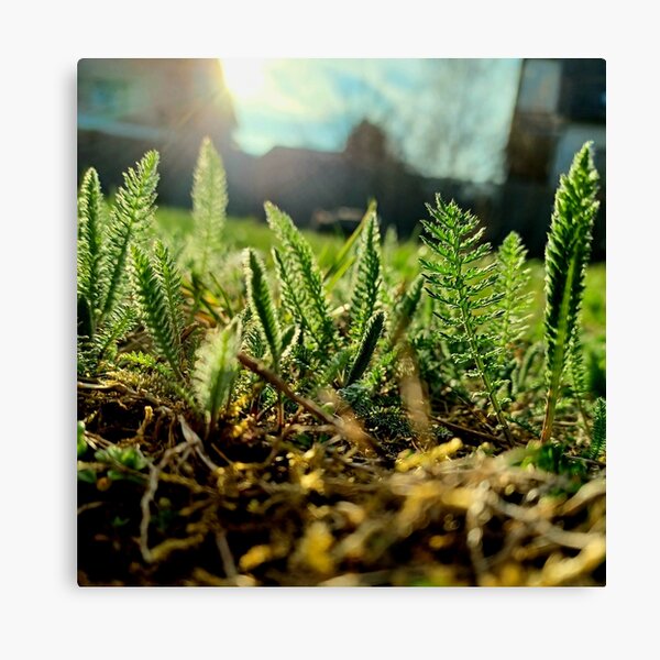 Item preview, Little green plants in the garden with sunset designed and sold by CiniArt.