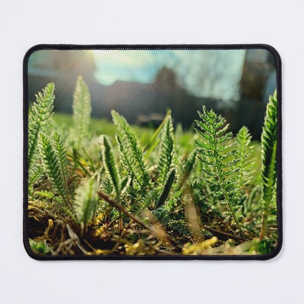 Item preview, Little green plants in the garden with sunset designed and sold by CiniArt.