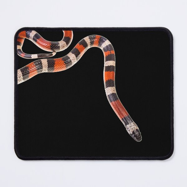Item preview, Pueblan Milk Snake Lampropeltis triangulum campbelli designed and sold by Emanuele Biggi.