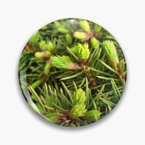 Item preview, Fresh stems macro photo of a beautiful little pine tree in vibrant green designed and sold by CiniArt.
