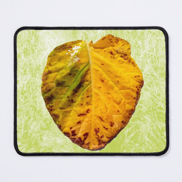 Item preview, Old collard leaf designed and sold by Gaspar Avila.