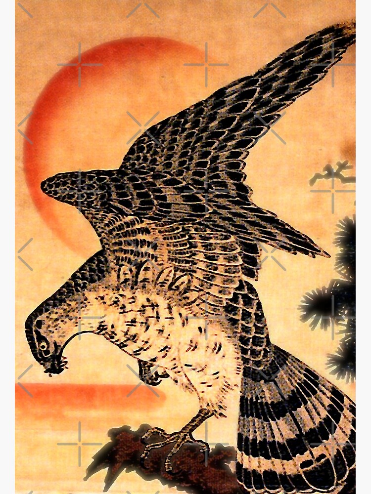 Japanese Falcon