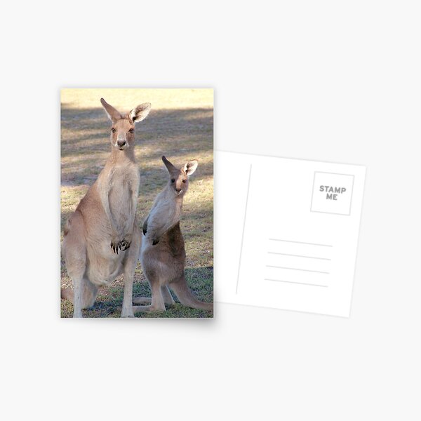 Kangaroo with Joey Postcard