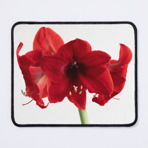 Item preview, amaryllis designed and sold by codaimages.