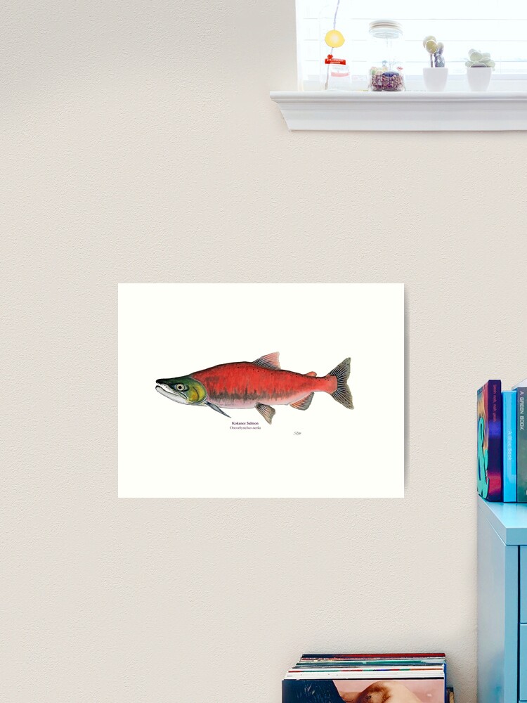 Sockeye Salmon Fish Print (kokanee) - Fishing Wall Art Decor – Charting  Nature