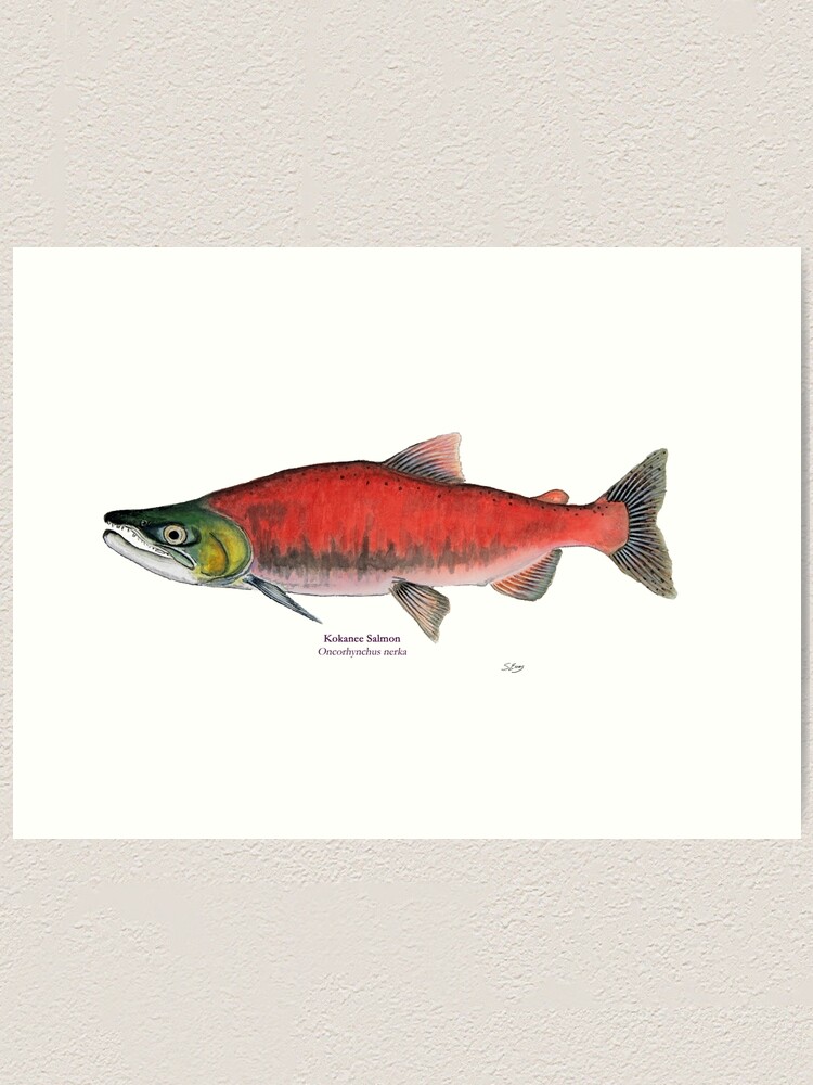 Kokanee Salmon Art Print for Sale by Stephen Emms