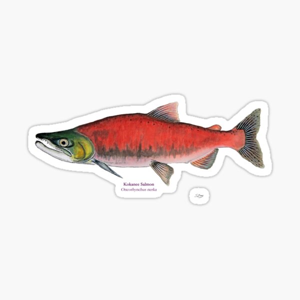 Kokanee Salmon Sticker By Skemmss Redbubble