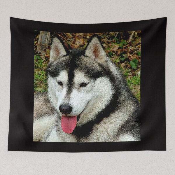 Item preview, SIBERIAN HUSKY: Beautiful Portrait Print designed and sold by posterbobs.