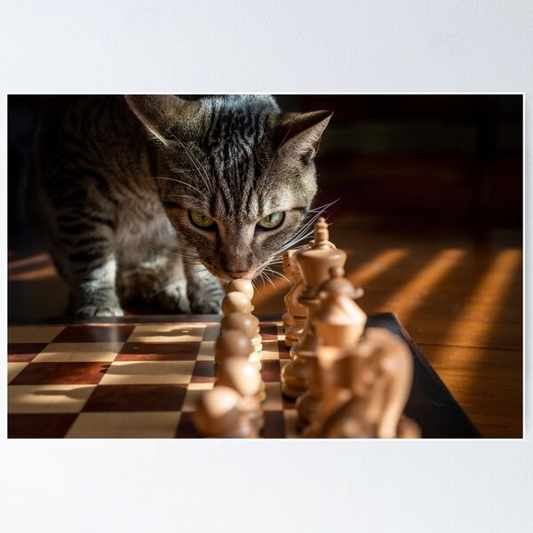 cat playing chess meme｜TikTok Search