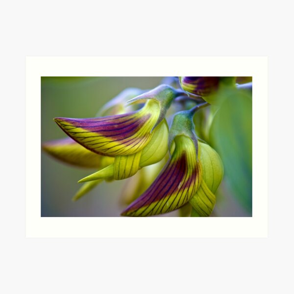 Green Birdflower - Crotalaria cunninghamii Art Print