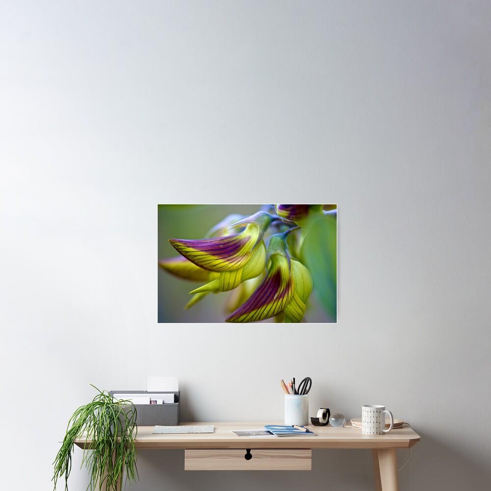 Green Birdflower - Crotalaria cunninghamii Poster