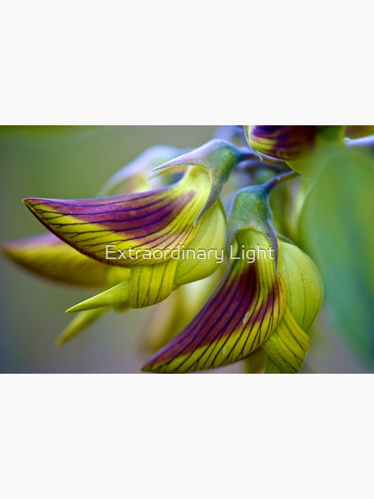 Green Birdflower - Crotalaria cunninghamii by FineArtPhoto