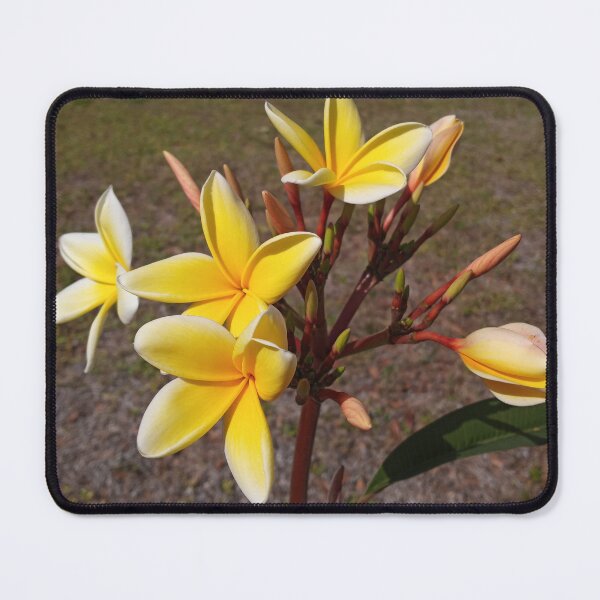 Item preview, Yellow Plumeria Flowers  designed and sold by RudyYoder.