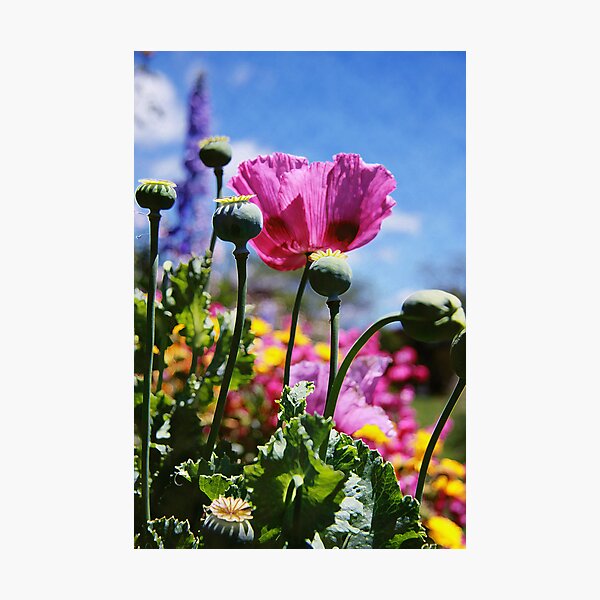 Item preview, Summer Time designed and sold by Globalphotos.