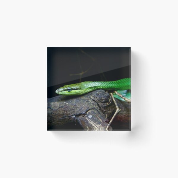 Item preview, Resting Snake designed and sold by csenior.