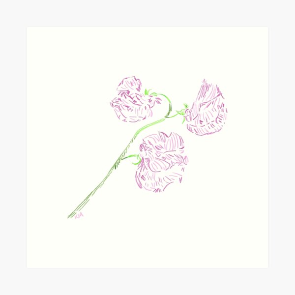 2022 04 flowers 03 sweet pea Art Print