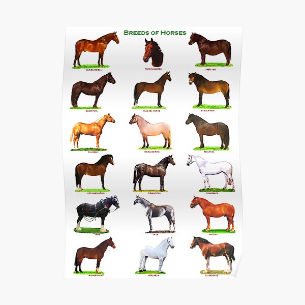 Animal Breeds Horse Animal Breeds Horse