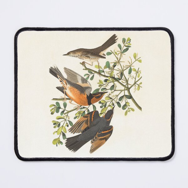 Item preview, Mountain mocking bird,Varied thrush, male & female,Orpheus montanus designed and sold by linggalibrary.
