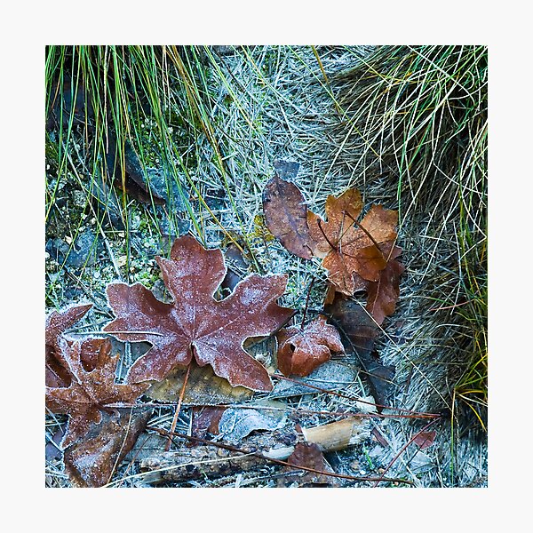 First Frost Photographic Print