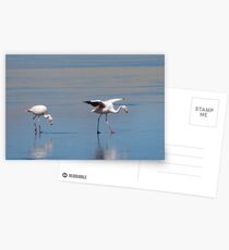Flamingoes in the Salar Postcards