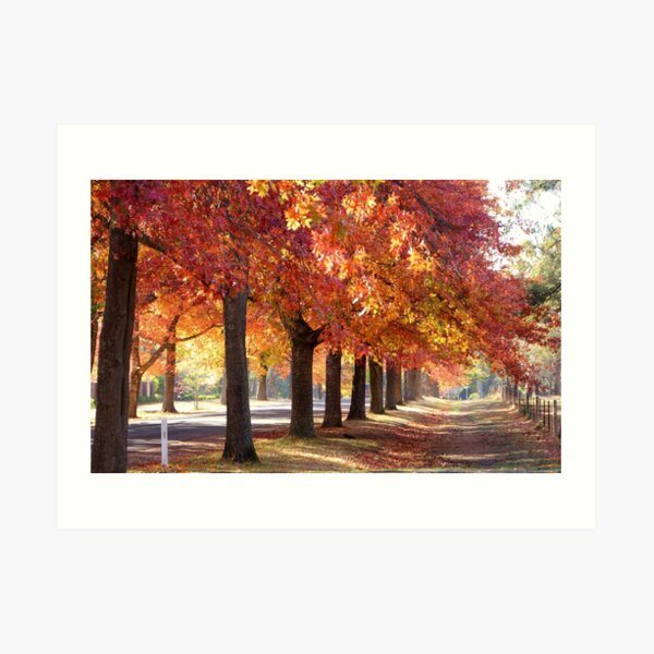 Honour Avenue - the trees Art Print