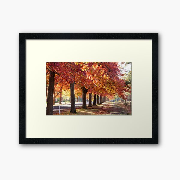 Item preview, Honour Avenue - the trees designed and sold by Susan Henry.