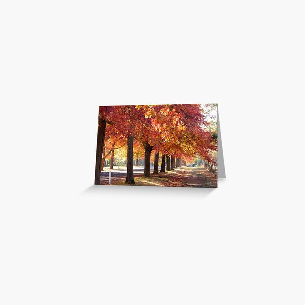 Item preview, Honour Avenue - the trees designed and sold by Susan Henry.