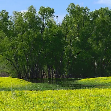 Artwork thumbnail, Field and Marsh by Ryan Stephens