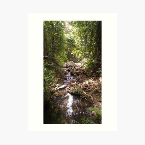 Buderim Forest Park Hidden Stream Art Print