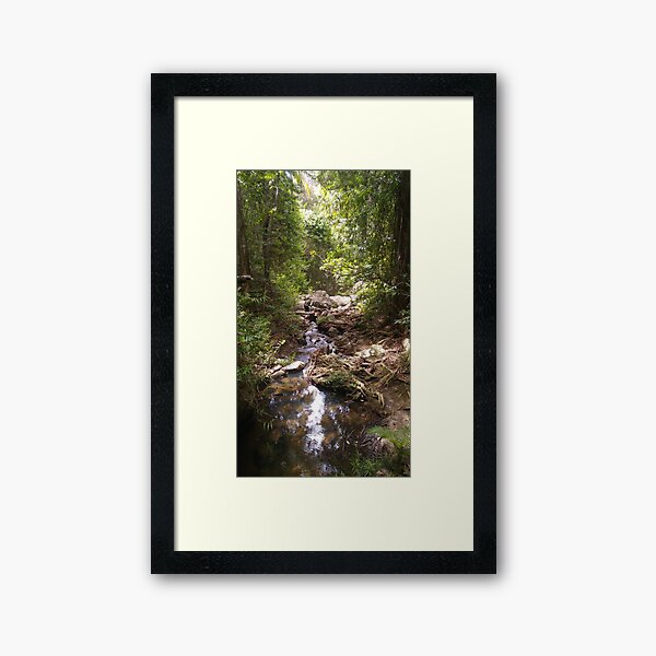 Buderim Forest Park Hidden Stream Framed Art Print