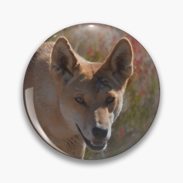 Artikelvorschau, Dingo close-up portrait Australia entworfen und verkauft von Schoensl.