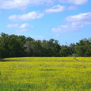 Artwork thumbnail, Field with Marsh by Ryan Stephens