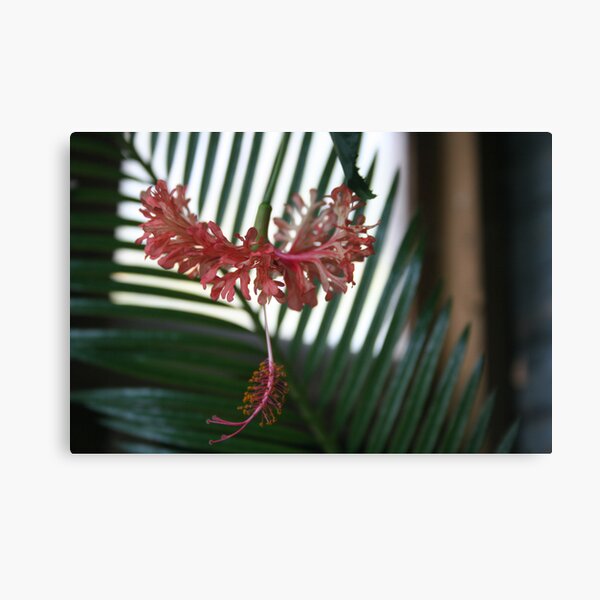 Hibiscus schizopetalus in bloom Canvas Print