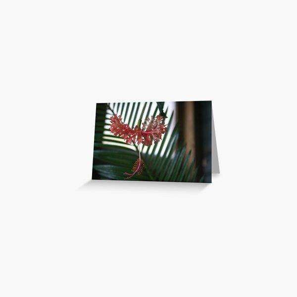 Hibiscus schizopetalus in bloom Greeting Card