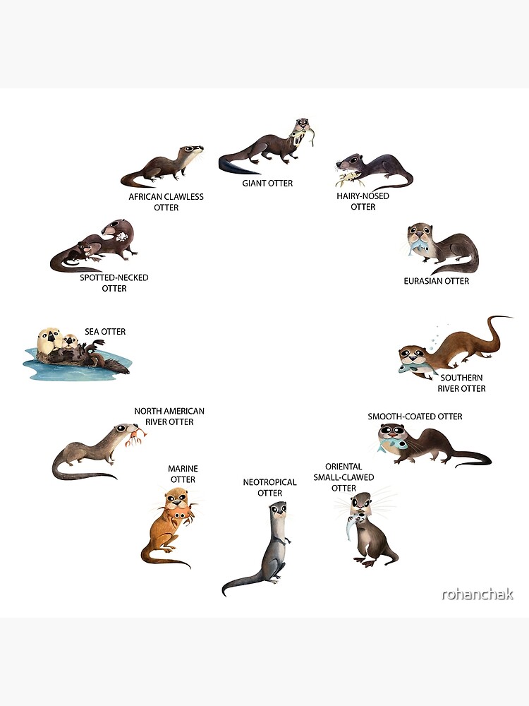 Otters of the World by rohanchak
