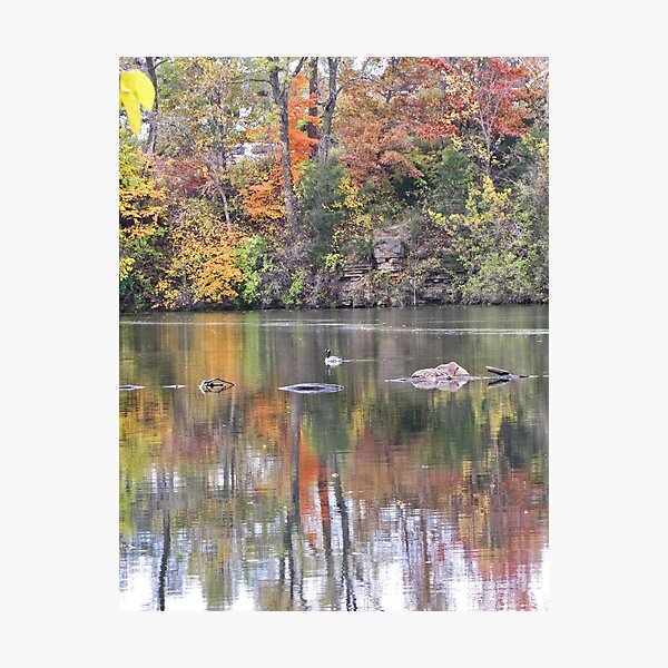 Item preview, Swimming Duck Among Fall Foliage Reflections Photograph designed and sold by adriturner.