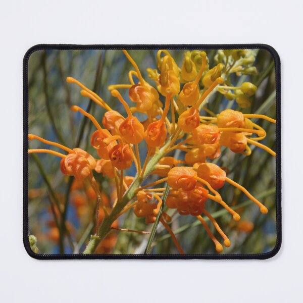 Item preview, Desert Grevillea, Grevillea juncifolia, Australia designed and sold by Schoensl.