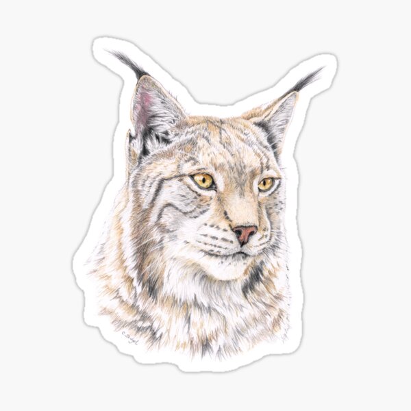 Lynx - colored pencil Sticker