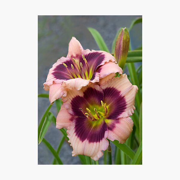 Item preview, Daylily 'Mardi Gras Parade' designed and sold by Dency Kane.