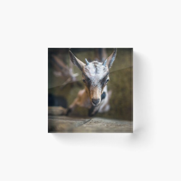 Item preview, Goat designed and sold by Srdjan Petrovic.