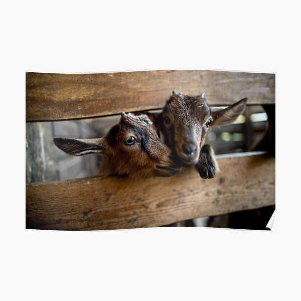 Download Baby Goat Posters Redbubble