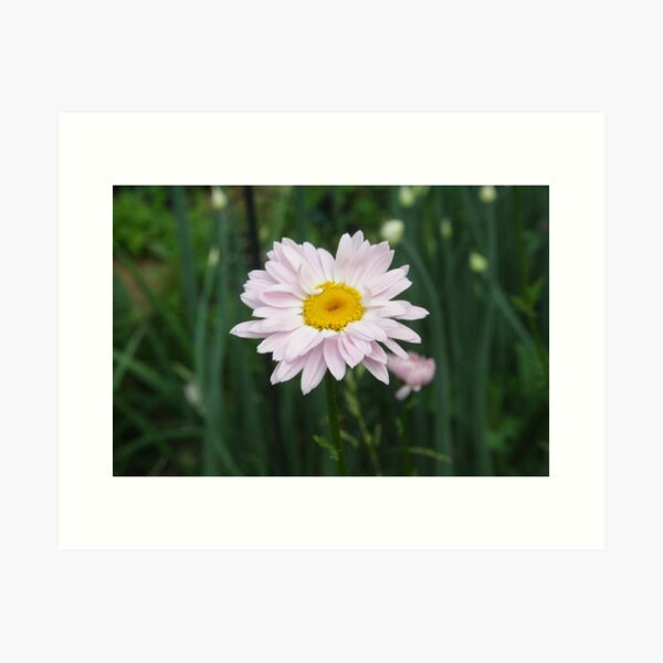 Painted Daisy Art Print