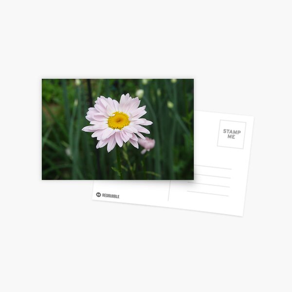 Painted Daisy Postcard