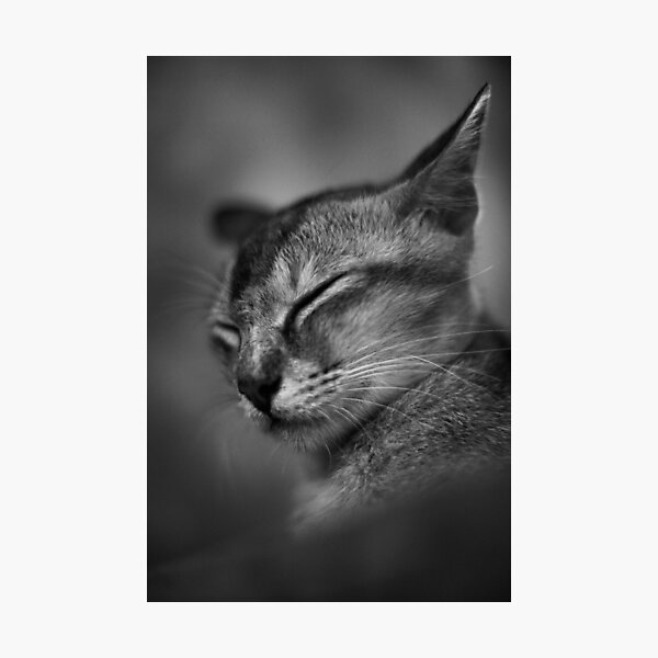 Item preview, Cat Portrait bnw designed and sold by Mords Saligumba.