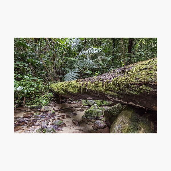 Item preview, Mossman Gorge 3914 designed and sold by Justin Mckinney.