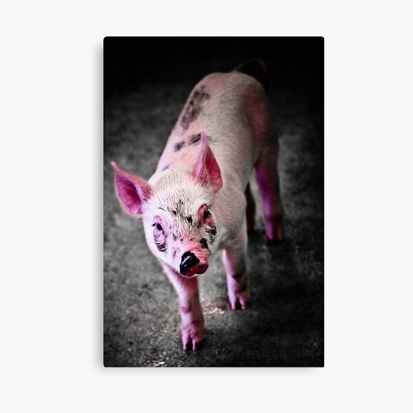 Pink Canvas Print