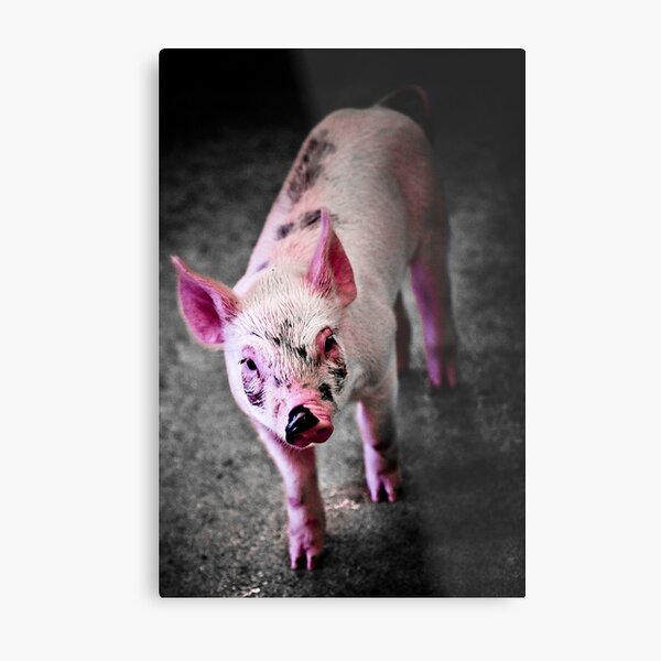 Pink Metal Print