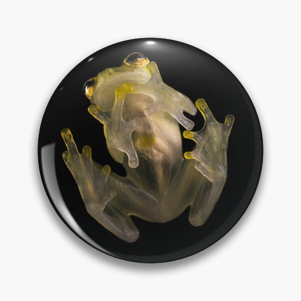 Item preview, Hyalinobatrachium valerioi glassfrog designed and sold by Emanuele Biggi.